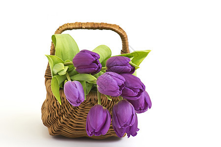 紫外郁金香篮子花瓣植物群礼物绿色叶子花束脆弱性白色紫色图片