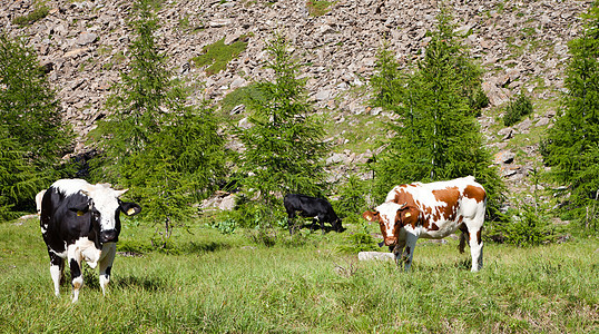奶牛和意大利阿尔卑斯山牛奶场景草地家畜国家风景牛肉石头高山牧场图片