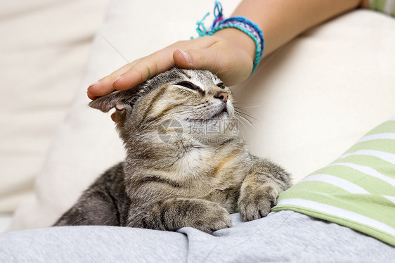 追着猫猫咪毛皮白色动物婴儿宠物乐趣胡须爪子跳跃图片