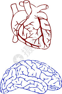 心脏和大脑 矢量图片
