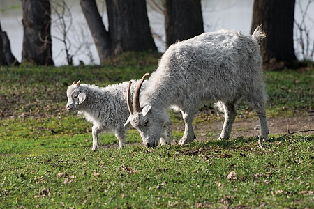 山羊和小孩孩子动物宠物草地哺乳动物家畜牧场农业毛皮农场图片