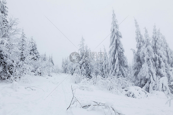 冻结森林白色公园天气环境水平季节乡村树木图片