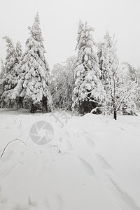 冻结森林环境公园乡村白色季节天气树木图片