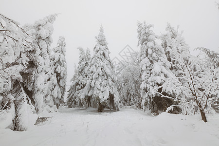 冻结森林树木环境白色季节水平公园天气乡村图片