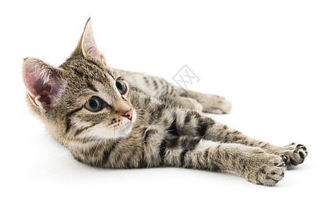 小猫咪猫科哺乳动物条纹毛皮灰色小猫动物宠物图片