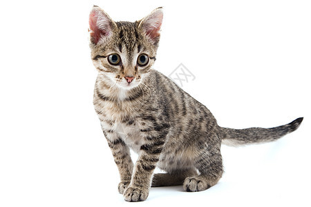 小猫咪毛皮猫科灰色动物哺乳动物宠物条纹小猫图片
