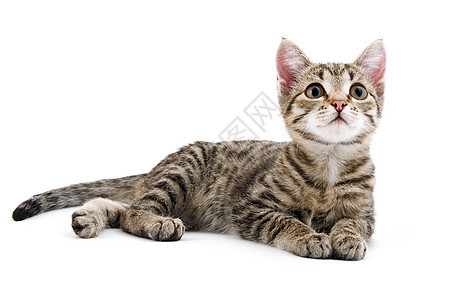 小猫咪哺乳动物宠物猫科动物条纹小猫毛皮灰色图片