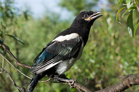 玛吉蜂巢绿色树木园森林羽毛鸟类黑色雏鸟爪子白色图片