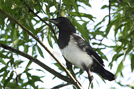 玛吉蜂巢爪子森林黑色树木园白色雏鸟鸟类羽毛绿色图片