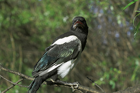 玛吉蜂巢羽毛白色黑色森林树木园鸟类爪子雏鸟绿色图片