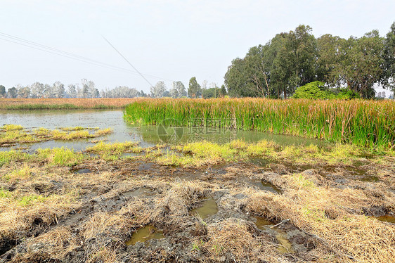 湿地生长木头环境森林公园荒野生活地球场景植物图片