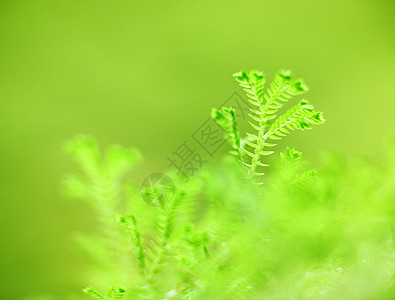 绿草背景晴天天空阴影太阳生长日落植物花园阳光射线图片