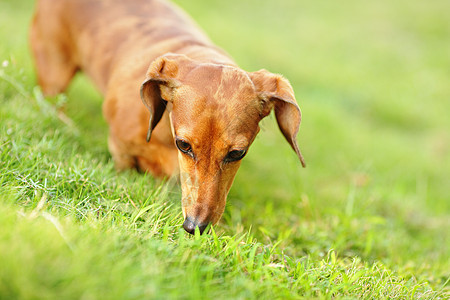 达尚狗犬类草地猎犬美丽毛皮宠物喜悦耳朵鼻子小狗图片