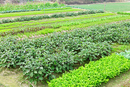 字段草药食物蔬菜种植收成草原场景天空场地绿色图片