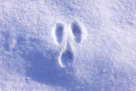 冬天雪中野兔的踪迹脚印冻结爪子季节水晶动物小路脚步声荒野天气图片