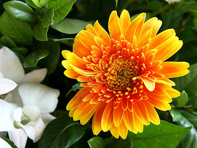 菊花花墙纸植物雄蕊太阳叶子植物学美丽花瓣种子橙子背景图片