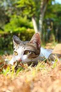 一只孤单的猫 躺在花园里的草地上图片