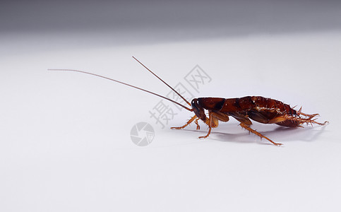 蟑螂天线漏洞棕色白色主题昆虫触角生物照片动物图片