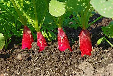 红萝卜营养蔬菜叶子饮食团体小吃食物花园宏观植物图片