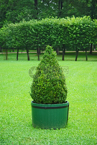 精美修剪的公园工厂园艺绿色植物学圆圈灌木叶子生长植物剪裁栽培图片