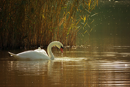 湖边的天鹅已婚蜜月公园优美订婚羽毛蓝色游泳野生动物婚姻图片