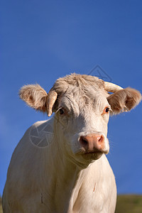 在草原中的牛奶牛插画牧场场地农场田园农业绿色喇叭女性图片