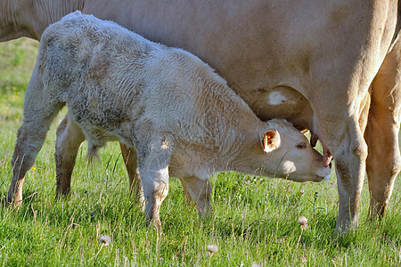 在草原中的牛绿色哺乳动物农场牛奶奶制品场地乡村农业草地女性图片