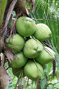 热带椰子叶子植物学植物蔬菜棕榈情调生长食物花园营养图片