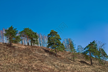 松蓝色针叶天空风景季节场景绿色森林阳光树木图片