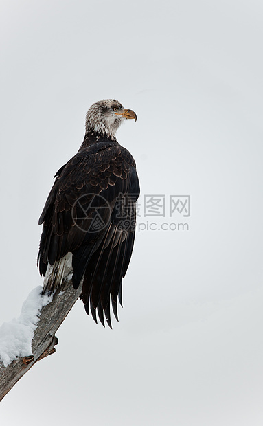 秃鹰围在树枝上生物旅行翅膀动物海藻白尾濒危荒野动物群鸟类图片