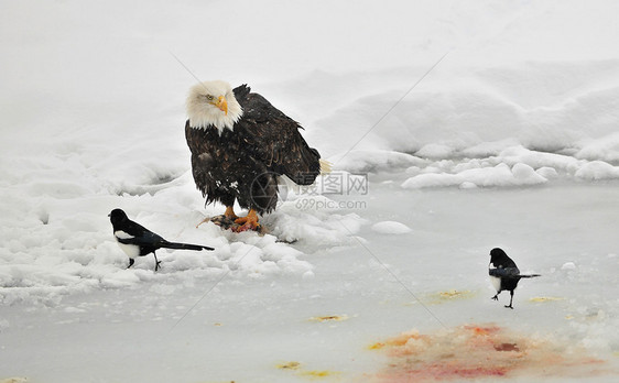 秃鹰喂养荒野力量翅膀猎物羽毛航班观鸟猎人自由动物图片