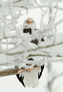 雪枝中的秃鹰栖息鸟类动物群海藻羽毛生物动物自由荒野猎鹰图片