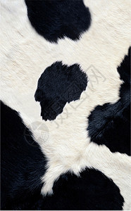牛皮纹路农场插图织物材料墙纸毛皮纺织品奶牛动物野生动物图片