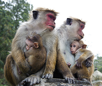 母子关系结束辐射拥抱情调动物群栖息地哺乳动物夫妻母亲异国猕猴图片