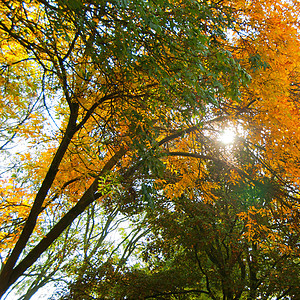 9月 太阳束穿过树木叶子森林阴影树干背光绿色植物射线树叶公园光束图片