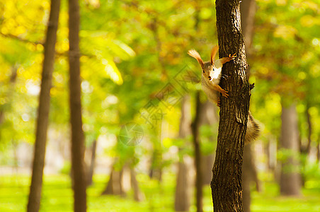 红松鼠坐在树上动物坚果晶须森林松鼠木头栖息地狐狸墙纸生活图片