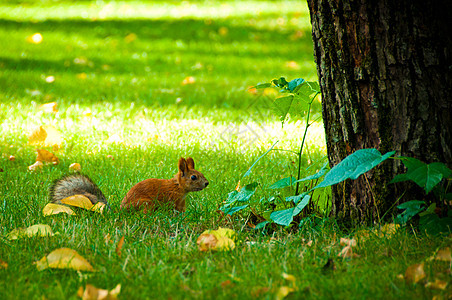 红松鼠木头动物栖息地狐狸生活眼睛荒野公园森林松鼠图片