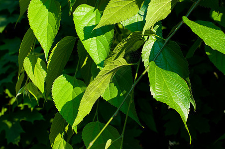 新的绿色新叶子在阳光下发光木头生活生态公园植物学晴天太阳植物光束环境图片