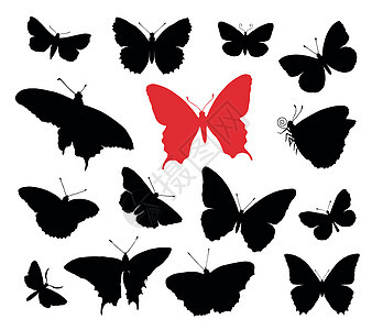 蝴蝶收藏花园中风花朵昆虫航班生物网络翅膀收集美丽背景图片