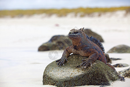 加拉帕戈斯海洋Iguana鬣蜥蜥蜴异国热带野生动物镜像生物皮肤怪物眼睛图片