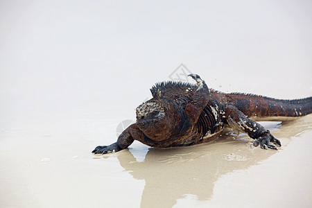 加拉帕戈斯海洋Iguana波峰鬣蜥脊椎动物岩石野生动物濒危海岸怪物爬虫热带图片