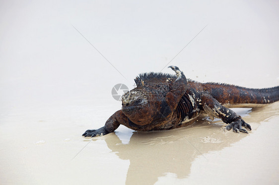 加拉帕戈斯海洋Iguana波峰鬣蜥脊椎动物岩石野生动物濒危海岸怪物爬虫热带图片