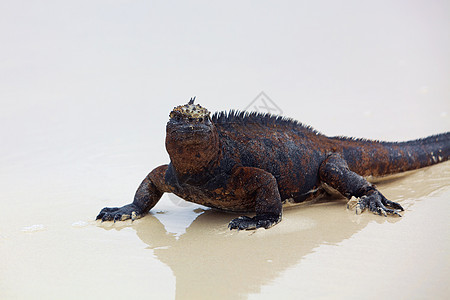 加拉帕戈斯海洋Iguana生物蜥蜴爬虫怪物热带镜像反射异国鬣蜥荒野图片