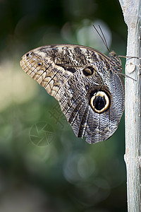 猫头鹰蝴蝶翅膀动物野生动物丛林昆虫宏观热带图片