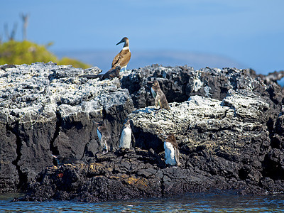 加拉帕戈斯企鹅羽毛国家公园好奇心翅膀蹼状观鸟野生动物荒野海洋图片