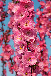 樱花花宏观生长季节分支机构花朵生活公园蓝色植物晴天图片