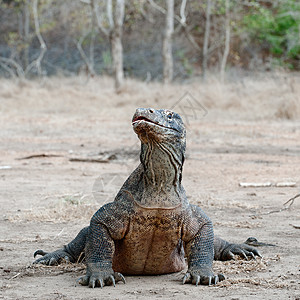 瓦兰努斯甘多森栖息地尾巴捕食者动物群食肉动物荒野恐龙舌头猎人图片