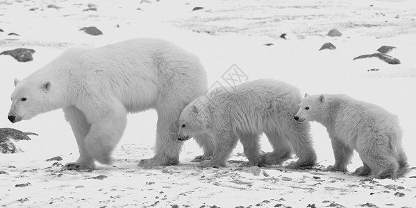 北极熊与幼崽捕食者照片母亲孩子们电影苔原婴儿荒野哺乳动物动物图片
