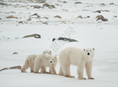 北极熊与幼崽照片电影食肉孩子们野生动物动物荒野旅行危险母性图片