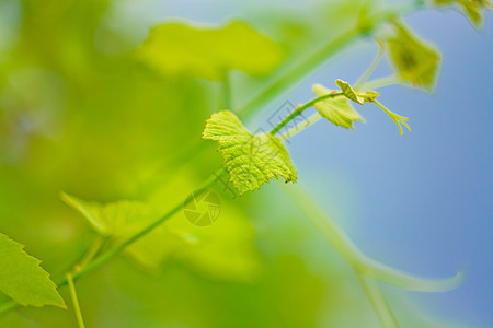 葡萄叶静脉葡萄园植物黄色种植叶子藤叶酿酒葡萄阳光图片